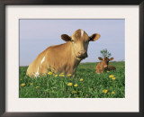 Guernsey Cows, at Rest in Field, Illinois, USA Posters by Lynn M. Stone