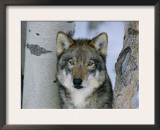 Grey Wolf Head Portrait, Us Prints by Lynn M. Stone