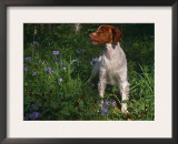 Brittany Spaniel, Domestic Gundog, USA Prints by Lynn M. Stone
