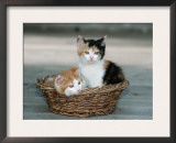 Domestic Cat, Two Kittens in Wicker Basket Poster by De Meester