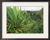 Agave Plant with Opeka Falls in the Background, Kauai, Hawaii Print by Rolf Nussbaumer