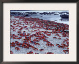 Masses of Christmas Island Red Crabs Spawning on the Beach Posters by Jurgen Freund