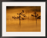 Scots Pines, in Morning Mist, Finland Prints by Staffan Widstrand