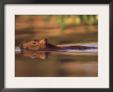 Capybara Swimming, Pantanal, Brazil Prints by Pete Oxford