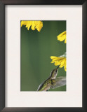 Ruby Throated Hummingbird, Female Feeds at Sunflower, Texas, USA Prints by Rolf Nussbaumer