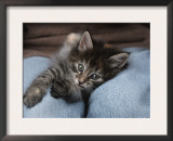 Norwegian Forest Kitten in Basket Print by Petra Wegner