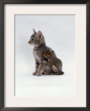 Domestic Cat, Interacting with Baby Grey Squirrel Posters by Jane Burton