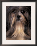 Lhasa Apso Portrait Posters by Adriano Bacchella