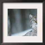 European Lynx in Snow, Norway Poster by Pete Cairns