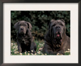 Black Neopolitan Mastiff with Puppy Print by Adriano Bacchella