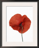 Common Poppy Posters by Petra Wegner