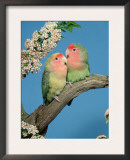 Pair of Peach-Faced Lovebirds Poster by Petra Wegner