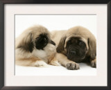 Pekingese Pup with English Mastiff Puppy Prints by Jane Burton