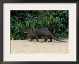 Giant Otter, Guyana Prints by Peter Oxford