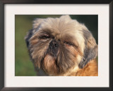 Shih Tzu Puppy Portrait Posters by Adriano Bacchella