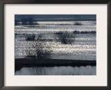 Sunlight on Flooded Wetlands in Spring, Biebrzanski National Park, Poland Prints by Artur Tabor