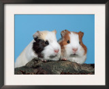Two Young Guinea Pigs Poster by Petra Wegner