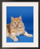 Ginger Norwegian Forest Cat Poster by Petra Wegner