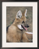 Maned Wolf, Argentina Art by Gabriel Rojo