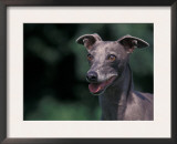 Whippet Panting Prints by Adriano Bacchella