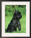 Black Miniature Schnauzer Prints by Petra Wegner