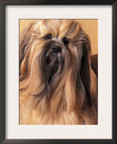 Lhasa Apso Portrait with Hair Plaited Print by Adriano Bacchella
