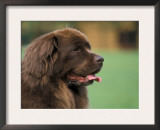 Brown Newfoundland Dog Portrait Print by Adriano Bacchella