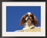 King Charles Cavalier Spaniel Adult Portrait on Wall Posters by Adriano Bacchella