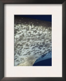 Head Profile of Atlantic Spotted Dolphin, Gulf of Mexico Posters by Todd Pusser