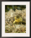Day-Old Canada Gosling Chick in Nest, Wiltshire, UK Art by T.j. Rich