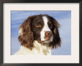 English Springer Spaniel Portrait, Wisconsin, USA Print by Lynn M. Stone