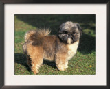 Shih Tzu Puppy Standing on Grass Art by Adriano Bacchella