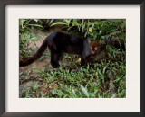 Jaguarundi, Ecuadorian Amazon Ecuador Prints by Peter Oxford
