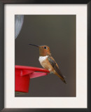 Rufous Hummingbird, Male at Feeder, Paradise, Chiricahua Mountains, Arizona, USA Posters by Rolf Nussbaumer