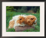 Domestic Peruvian Guinea Pigs (Cavia Porcellus) Europe Prints by  Reinhard