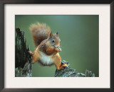 Red Squirrel Balancing on Pine Stump, Norway Prints by Niall Benvie