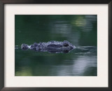 American Alligator Submerged, Sanibel Is, Florida, USA Prints by Rolf Nussbaumer