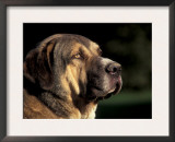 Spanish Mastiff Portrait Posters by Adriano Bacchella