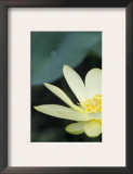 Close-Up of American Lotus Flower, Welder Wildlife Refuge, Rockport, Texas, USA Posters by Rolf Nussbaumer