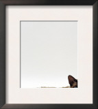 Domestic Cat, Seal-Point Devon Si-Rex Prints by Jane Burton