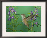 Rufous Hummingbird, Female Feeding on Purple Angelonia Paradise, Chiricahua Mountains, Arizona, USA Posters by Rolf Nussbaumer
