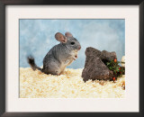 Long-Tailed Chinchilla at Play Poster by  Steimer