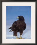 Galapagos Hawk, Espanola/Hood Is, Galapagos Islands, Ecuador Posters by Pete Oxford