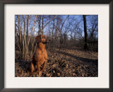 Tyrolean Bloodhound Sitting in Dry Leaves in Woodland Prints by Adriano Bacchella