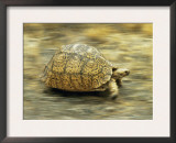 Leopard Tortoise (Geochelone Pardalis) Running Posters by Jane Burton