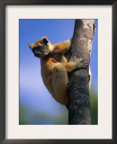 Golden Crowned Sifaka (Propithecus Tattersalli) Madagascar Posters by Pete Oxford