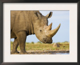 White Rhinoceros, Etosha National Park, Namibia Prints by Tony Heald