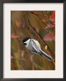 Black Capped Chickadee, Eating Flower Seeds, Grand Teton National Park, Wyoming, USA Art by Rolf Nussbaumer