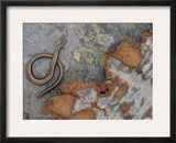 Female Slow Worm Near Rusting Iron, Scotland Print by Niall Benvie