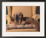 Lhasa Apso Sitting on Armchair Prints by Adriano Bacchella